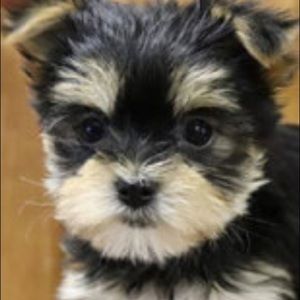 Meet your Posher, Mya